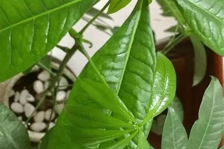 怎样使发财树叶子更绿