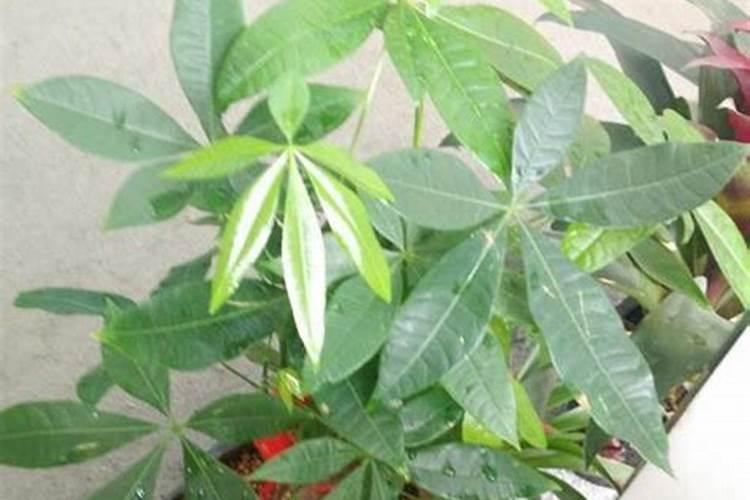 发财树多少天打一次叶面肥