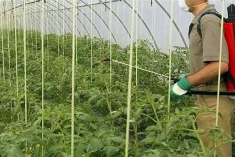 成熟的樱桃番茄上面布满斑点是生病了吗？