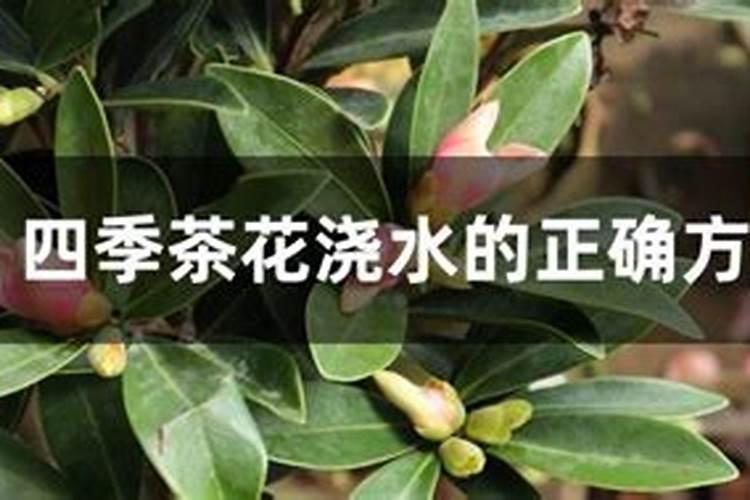 茶花如何施肥