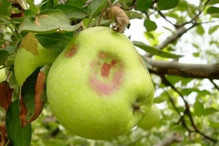 果树施硼肥怎么操作？果树施硼肥有什么用？