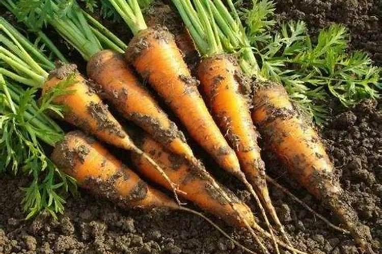 胡萝卜如何施肥最科学 选择什么肥料好