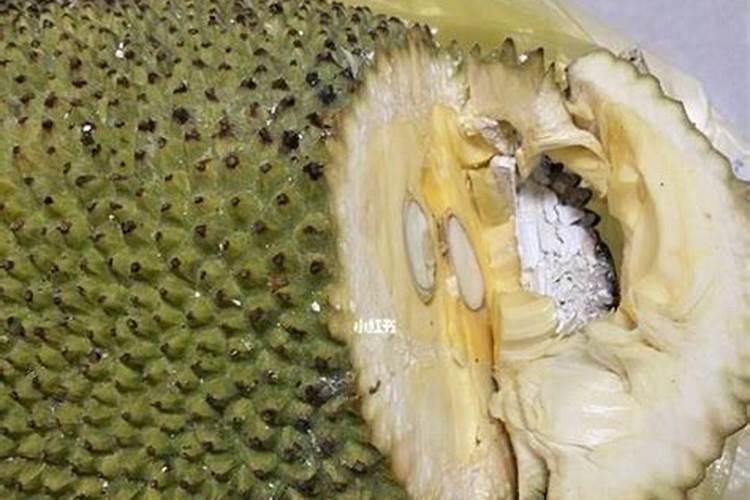 种菠萝蜜施什么肥