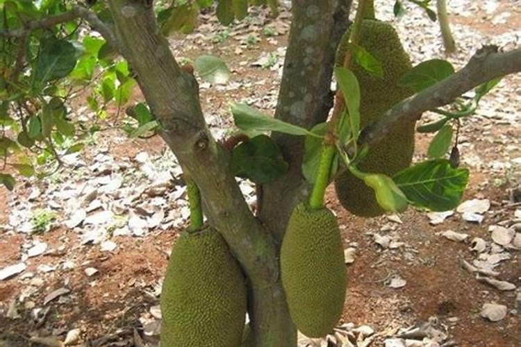 菠萝蜜种植后用什么肥料