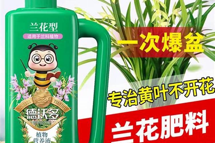 兰花怎么养半年长了很多新芽