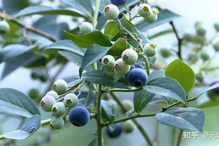 蓝莓膨果期施什么肥比较好