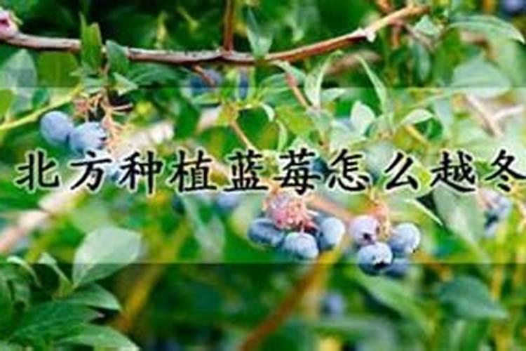 蓝莓树怎么养 蓝莓树的养殖方法