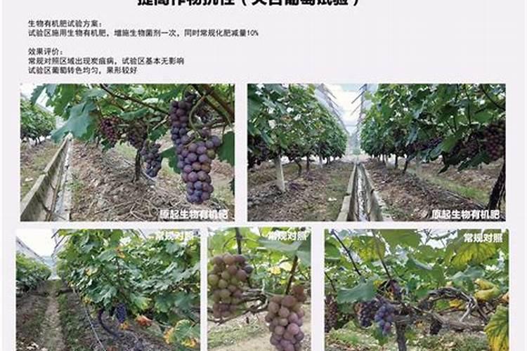 葡萄上怎么使用钾肥最好