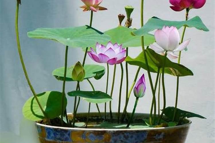 香水莲花怎么养