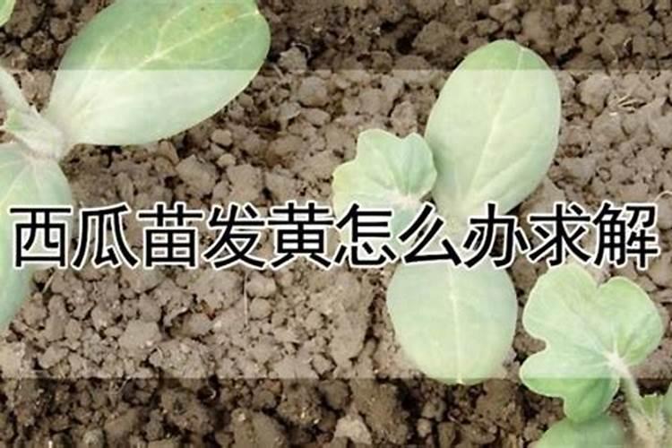 甜瓜苗,20天了叶子发黄,苗子不见长。怎么办