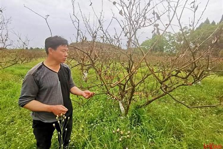 沤制的液肥,什么样才算充分腐熟