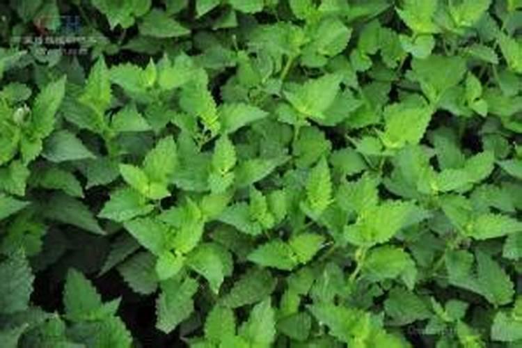 种凉粉草用什么肥料好？喷施生根粉适合吗