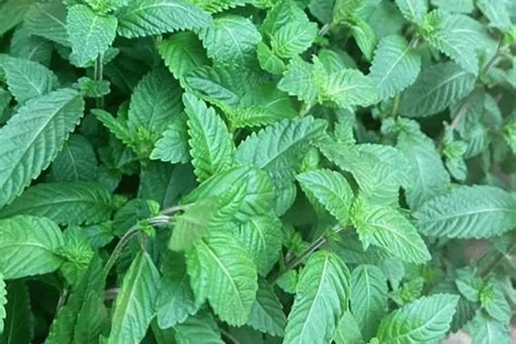 种凉粉草用什么肥料好？喷施生根粉适合吗