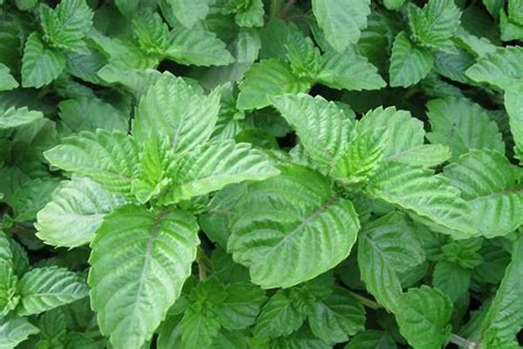 凉粉草种植技术和方法
