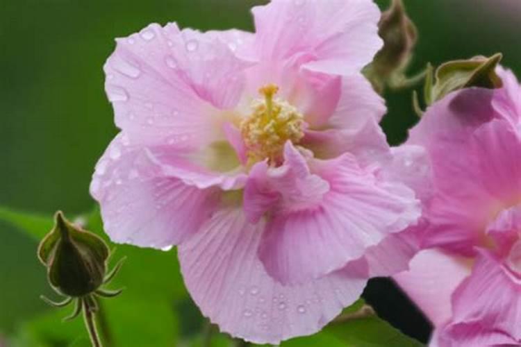芙蓉花花期用什么肥 施肥有哪些注意事项