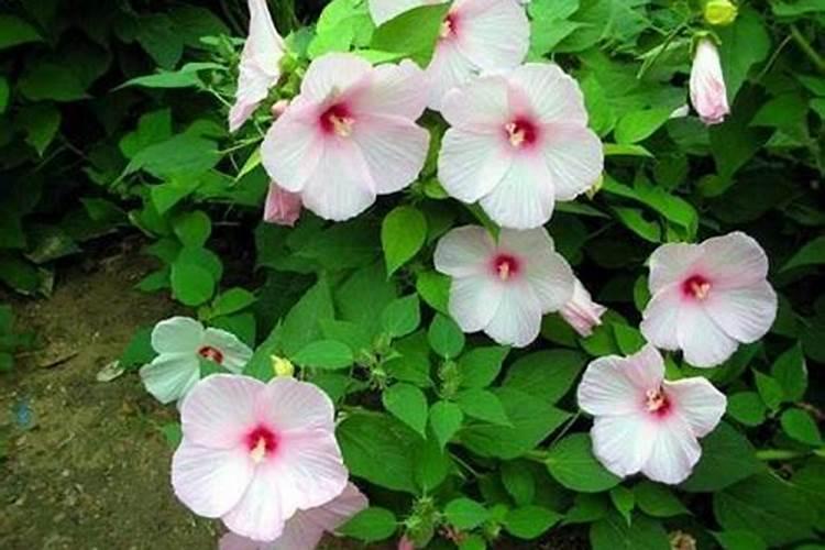 芙蓉花浇什么肥最好