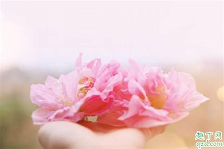 芙蓉花浇什么肥最好