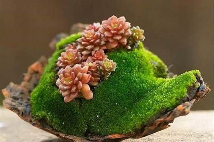 苔藓用什么肥