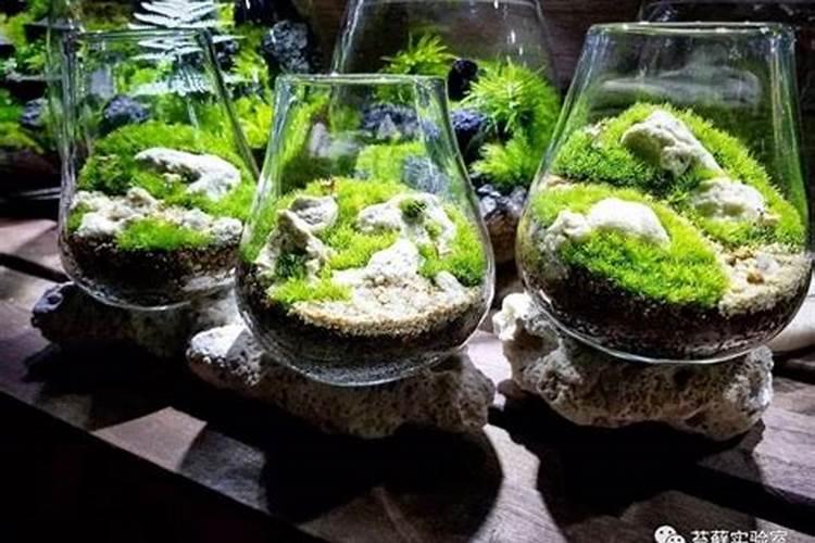 苔藓用什么肥