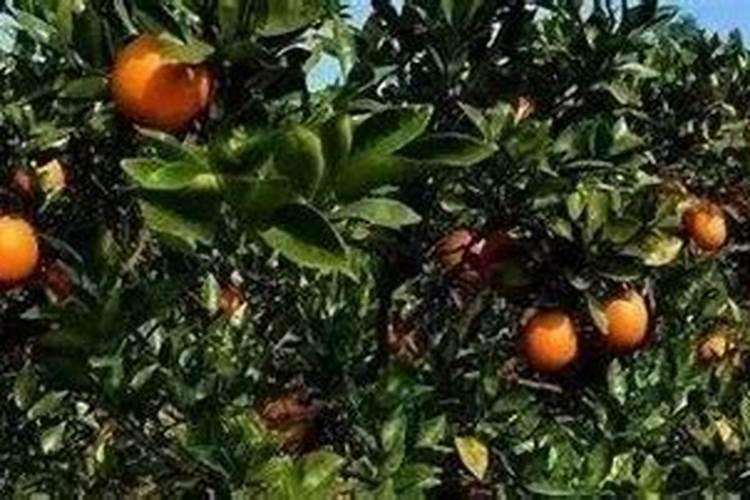 葡萄膨大期打什么叶面肥长的快？葡萄座果期用哪些肥料好？