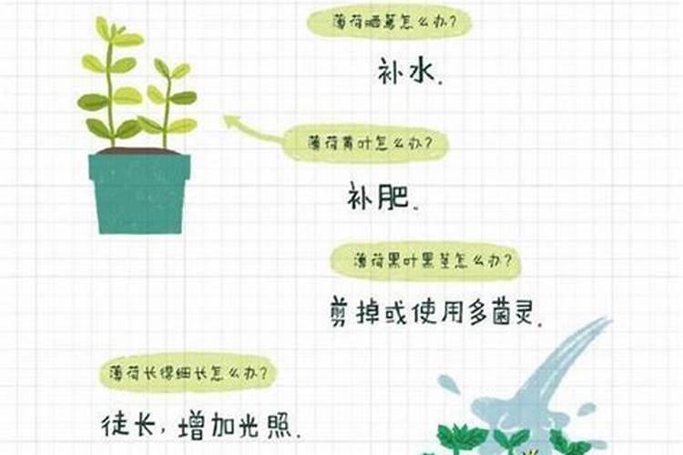 给兰花换盆是用什么土,能用养多肉的土养兰花吗