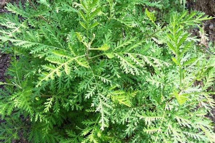 磷肥施用过量的后果,磷肥施用过量怎么补救