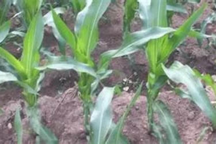 种植玉米,要什么时候打叶面肥合适？