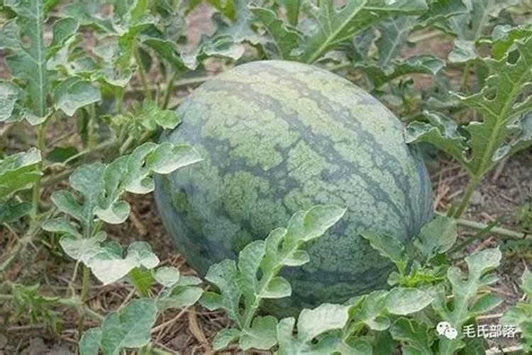 西瓜追肥用什么肥料 西瓜的种植方法