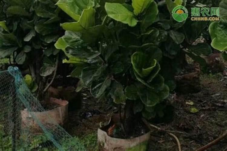 这是什么植物的叶子,感觉像瓜类,但不知道是哪种,有没有达人知道的