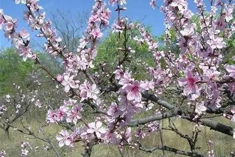 什么肥可促进花芽分化