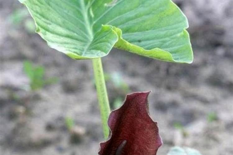 白附子的种植技术视频