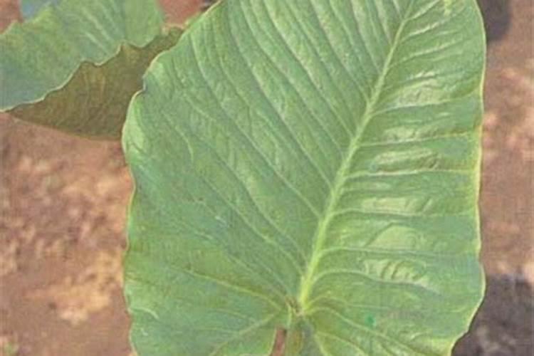 白附子种植成本及亩收益