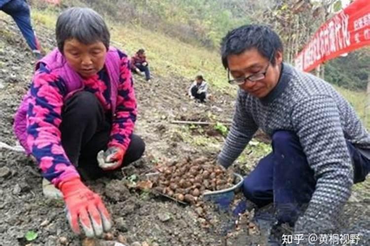 独角莲的介绍与养殖方法