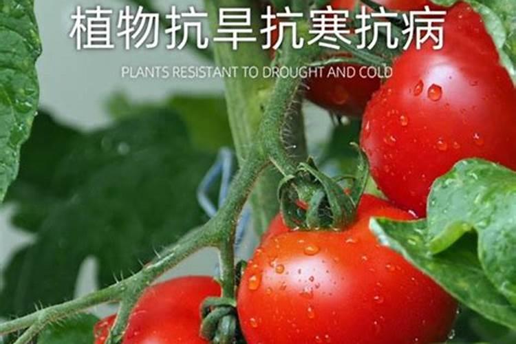 矿源黄腐酸钾使用方法