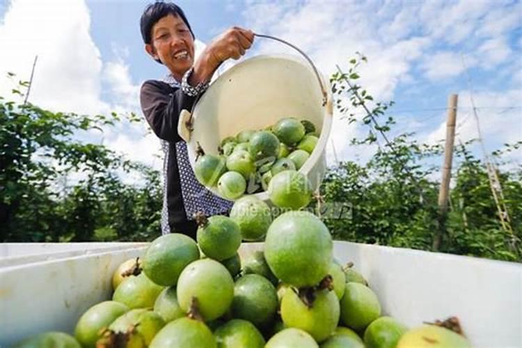 果树专用肥果树专用肥简介