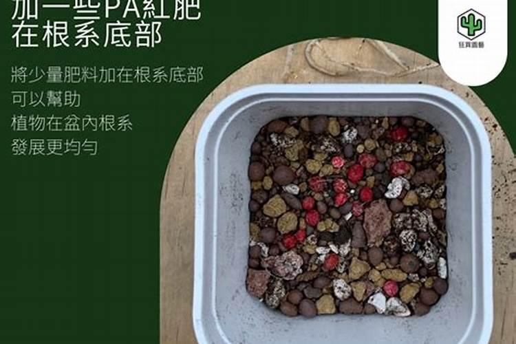 多肉可以施肥吗多肉如何施肥