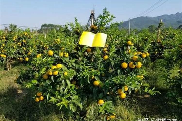 沃柑用什么肥料最好