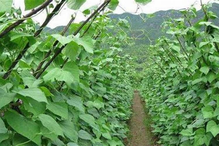 无架四季豆的种植方法和时间 栽培技术及管理