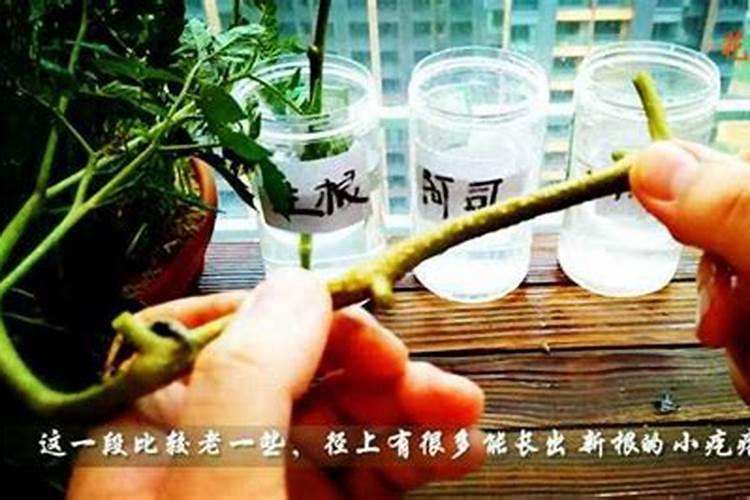 怎样水培西红柿？急!!!