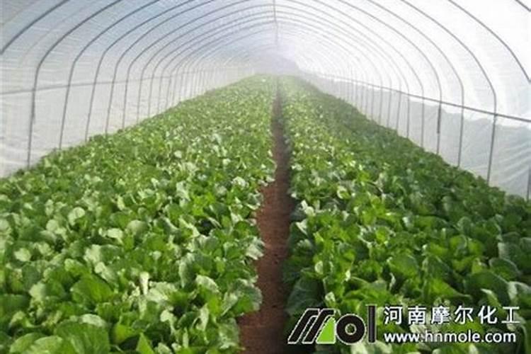 碳氢肥的效果,冬季、春季碳铵肥为什么比尿素好
