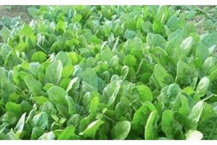 菠菜的需肥特性与施肥如何掌握？