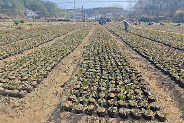 四季花怎么养才好