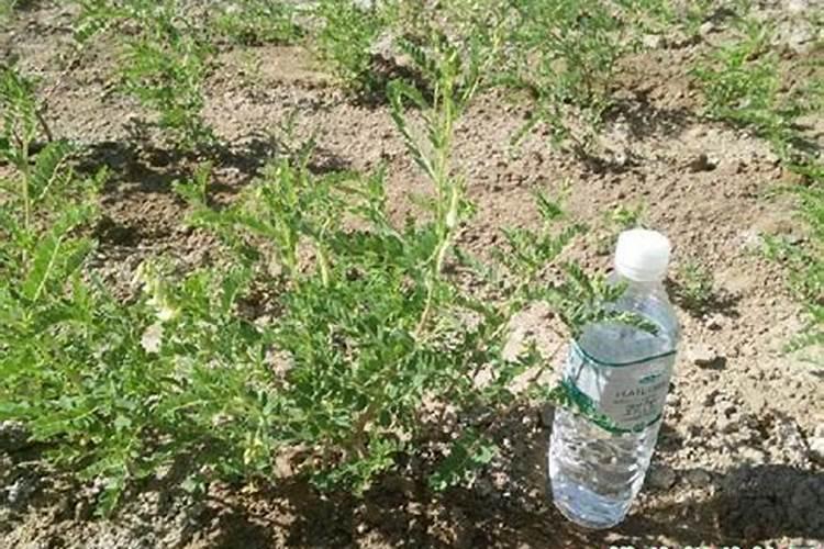 黄芪的育苗移栽技术 黄芪怎么高产种植