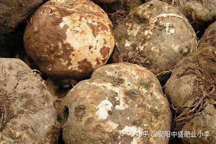 芋头追肥用什么肥料好