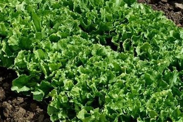 种生菜什么时候施肥 种生菜施肥时间