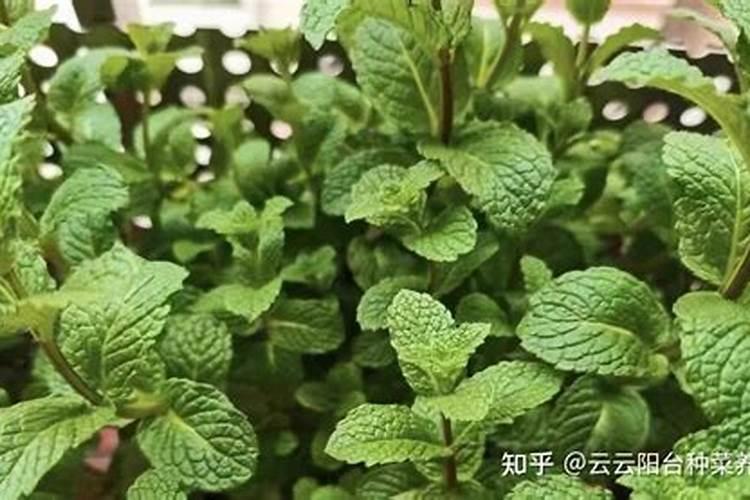 种植薄荷怎么进行施肥？