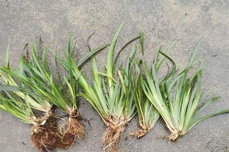 栽培石菖蒲可用油籽枯吗