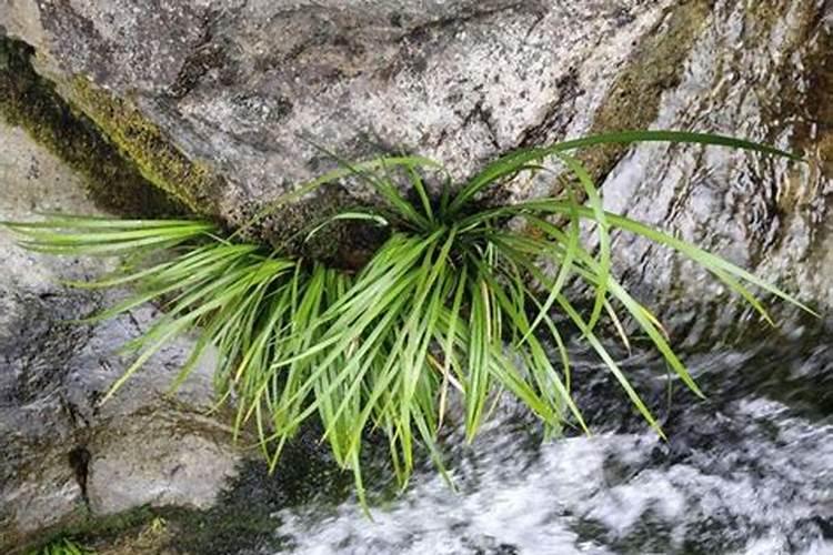 这是什么植物？