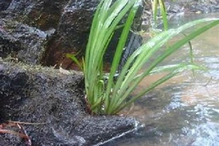 露天鱼池种什么植物好