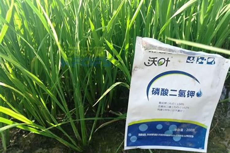新疆水稻种植下秧使用什么方法